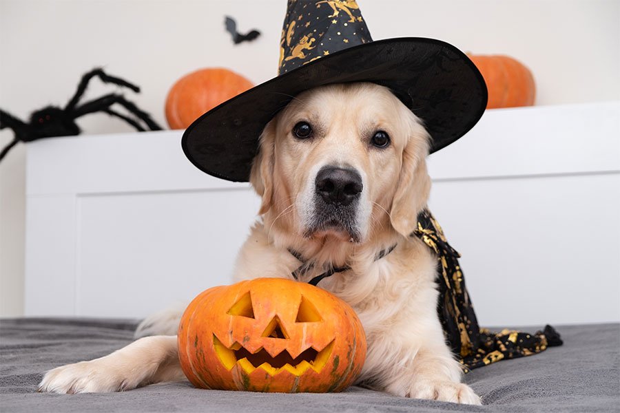 Fun Ways to Celebrate Howl-o-Ween with your furbaby and family