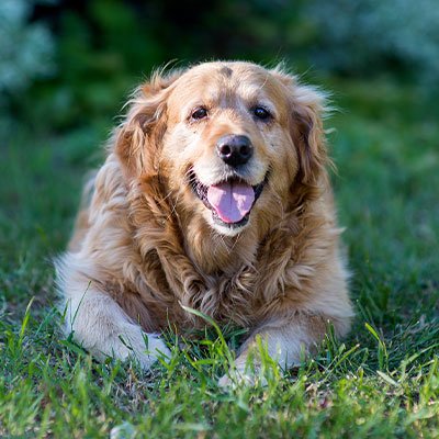 Senior Dog Care